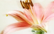 single_lily_feature